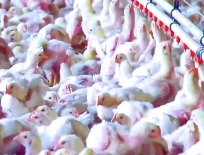 10月份肉鸡价格稳中有涨 部分养鸡人看涨压栏惜售